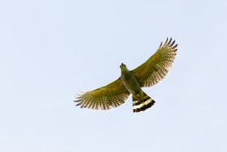 Gray-lined Hawk (Buteo nitidus)